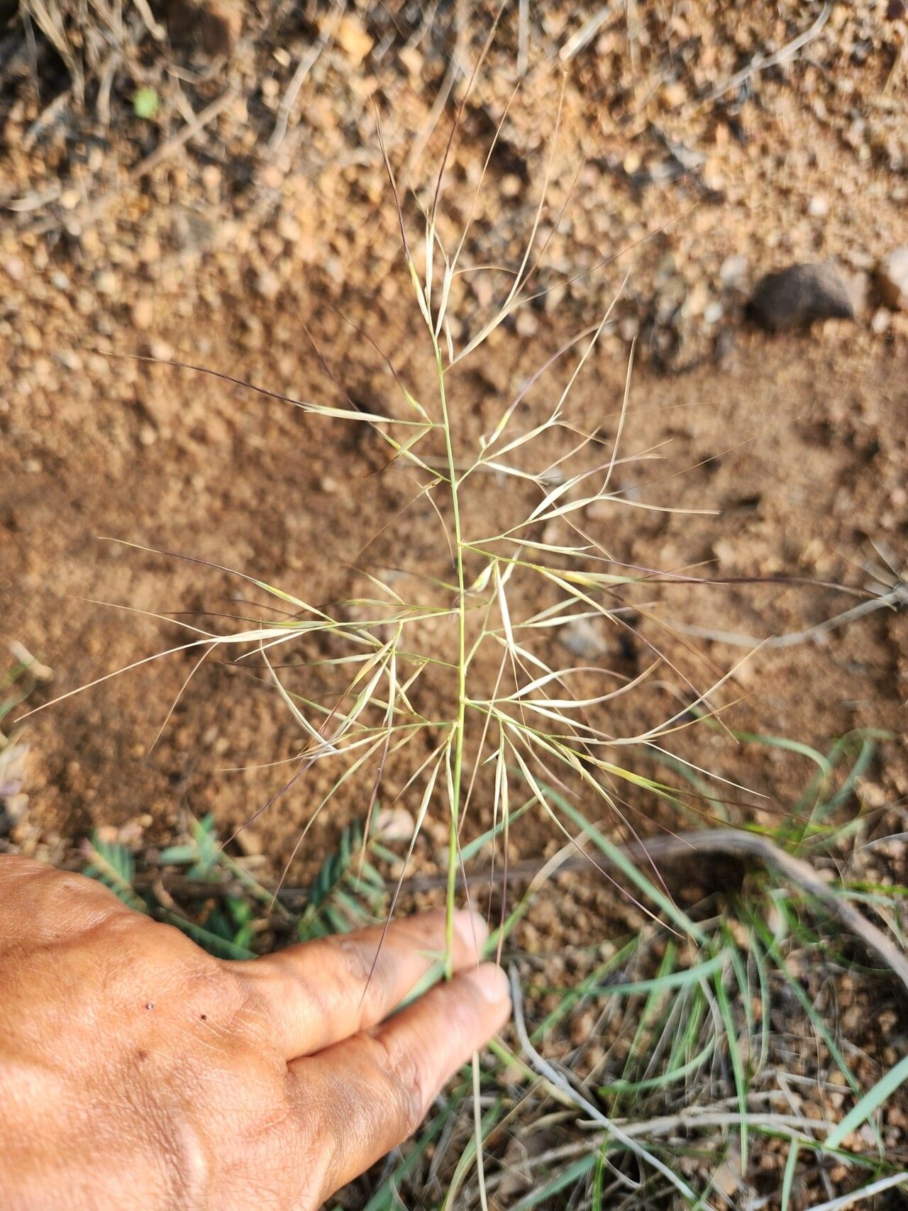 Aristida hystrix — search result for 'Aristida'
