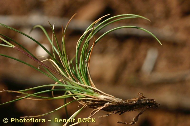 Festuca auquieri other