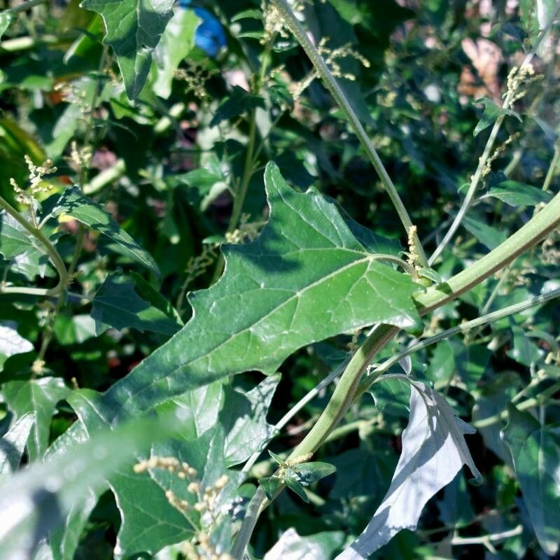 Atriplex sagittata leaf