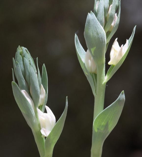 Cephalanthera cucullata — related species from the same genus
