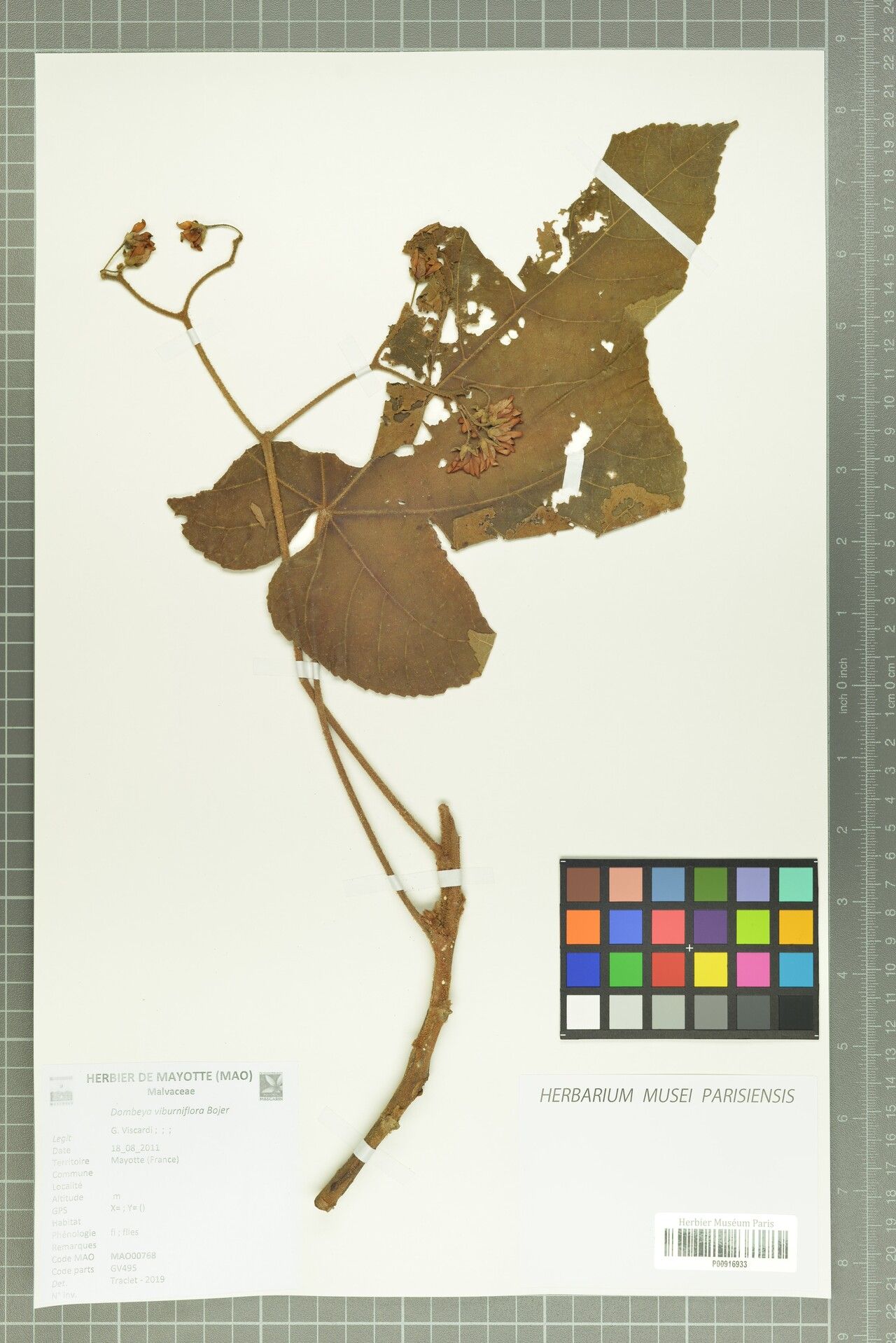 Dombeya viburniflora — search result for 'Dombeya'