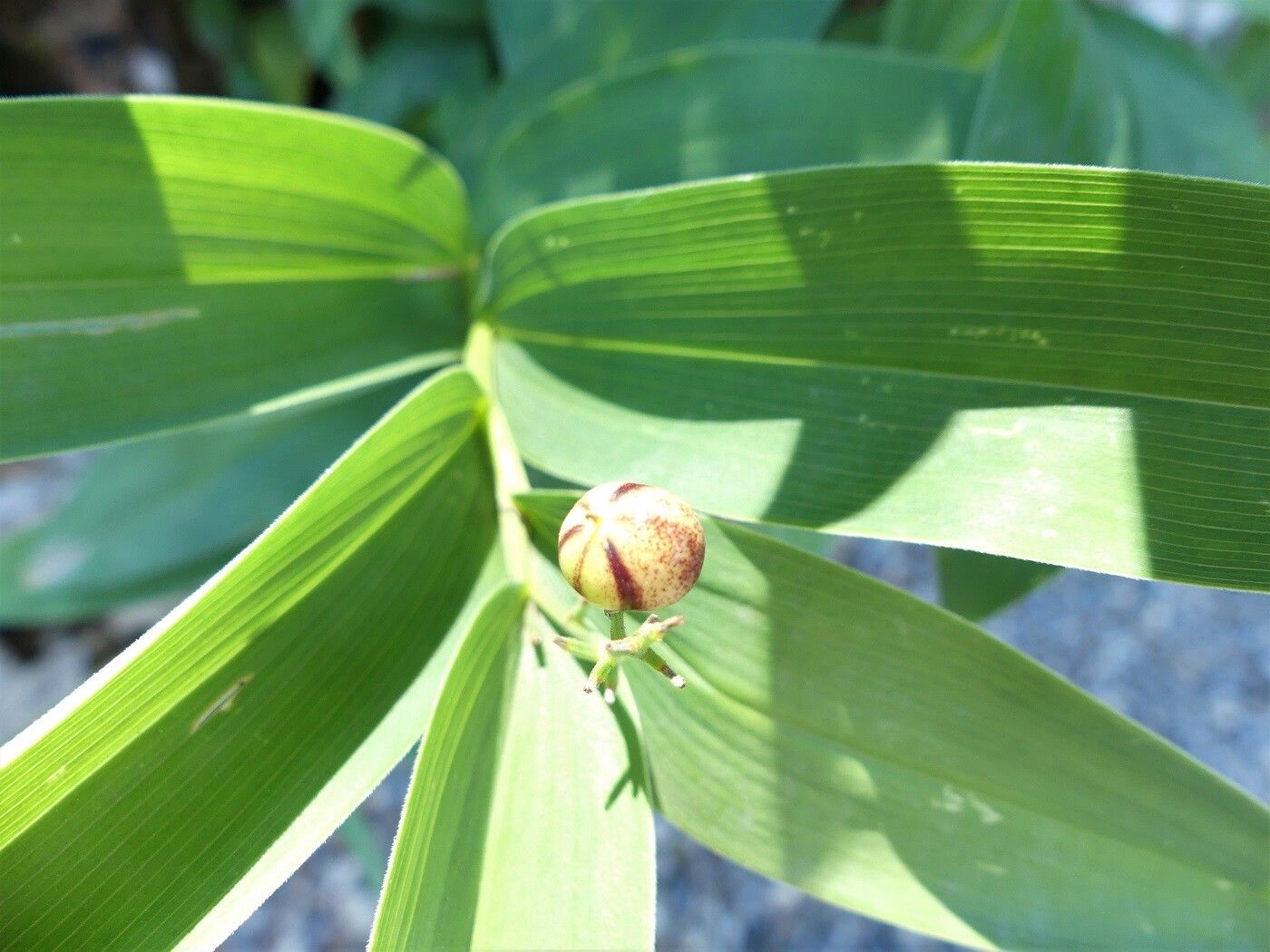 Maianthemum stellatum fruit