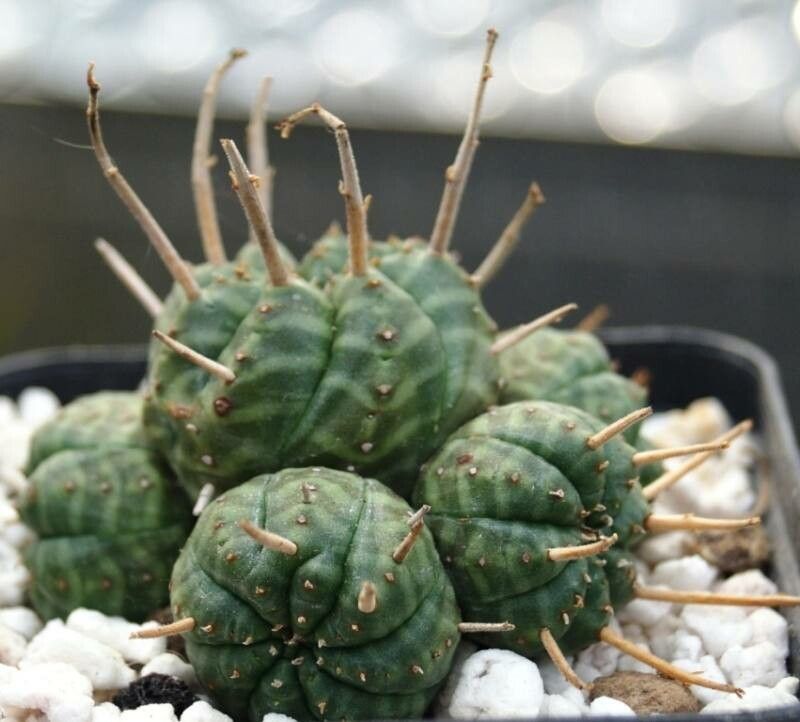 Euphorbia meloformis bark