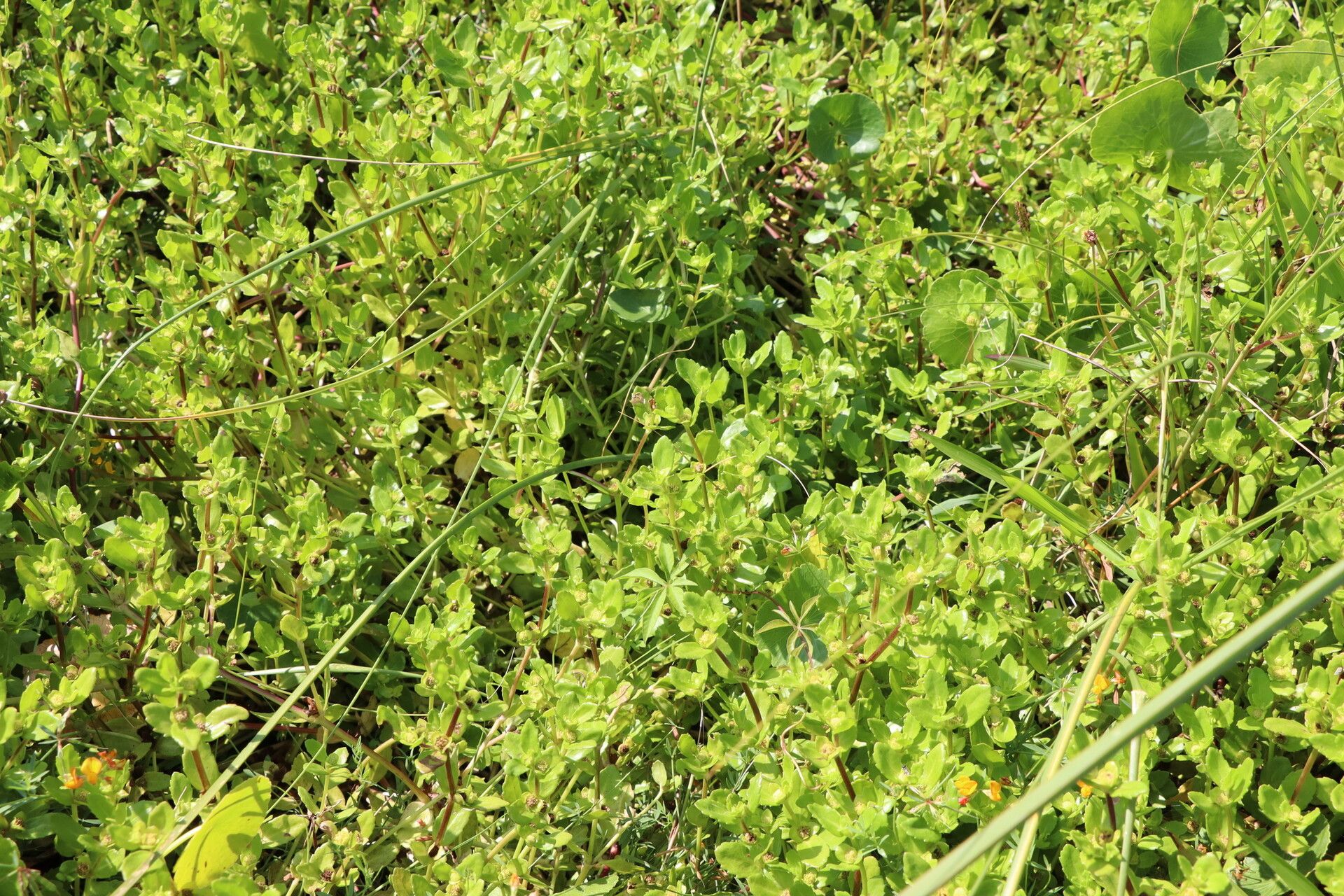 Enydra sessilis habit