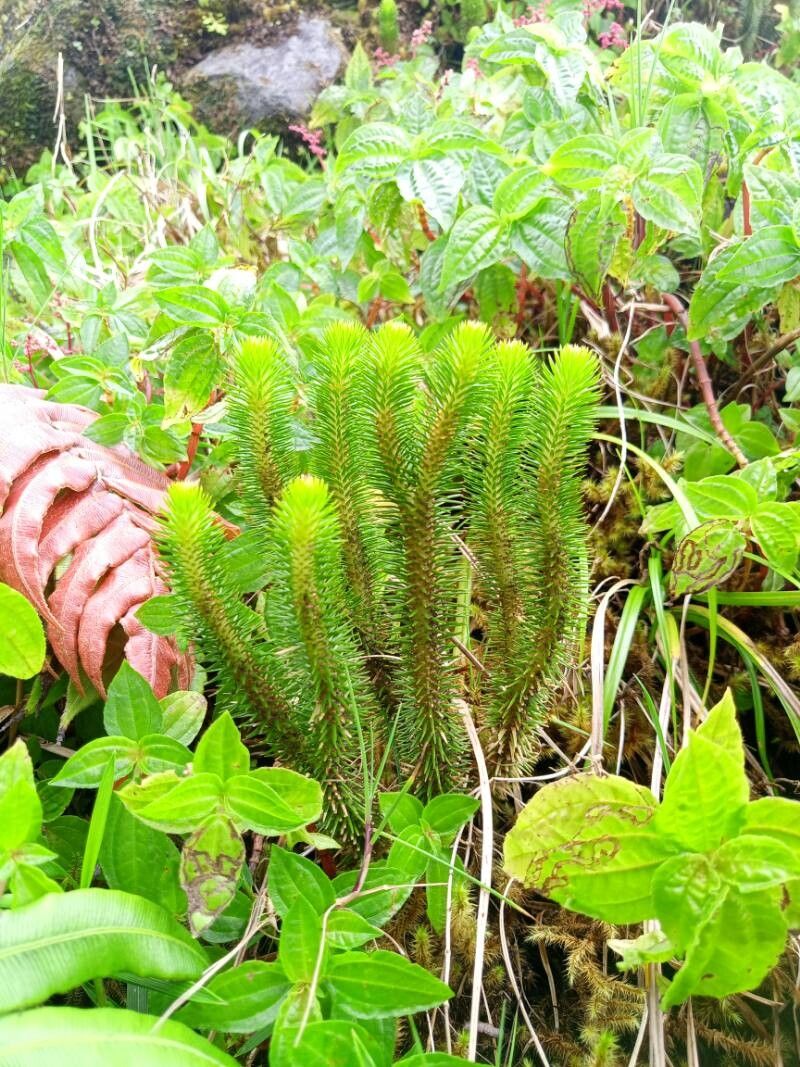 Huperzia sieberiana — search result for 'Huperzia'