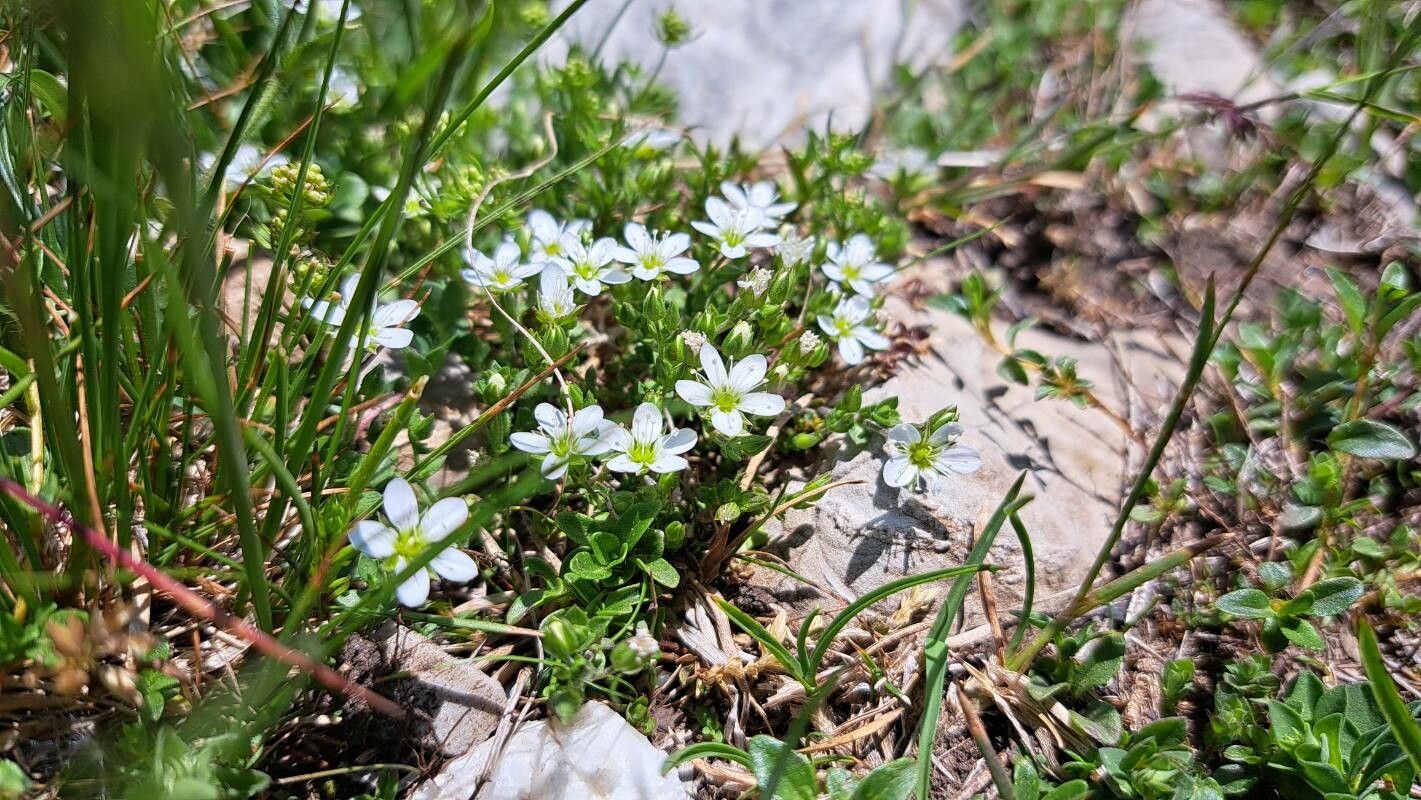 Arenaria gothica other