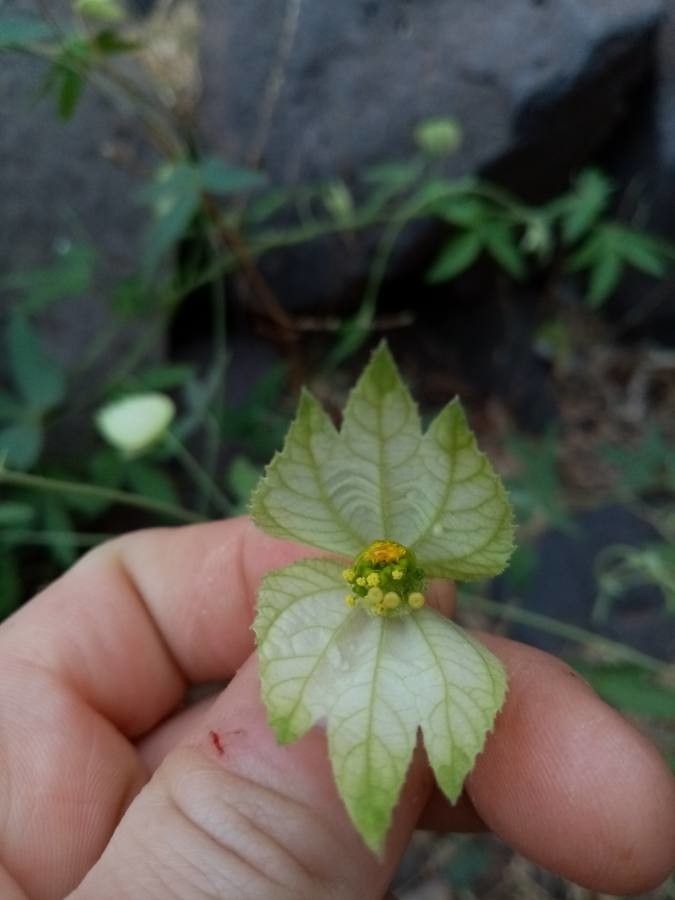 Dalechampia scandens flower