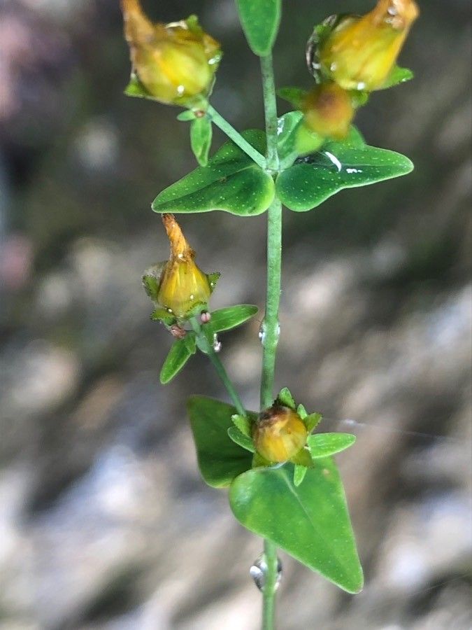 Hypericum pulchrum leaf