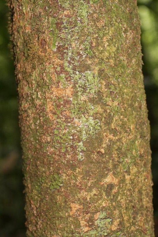 Ocotea cinerea bark