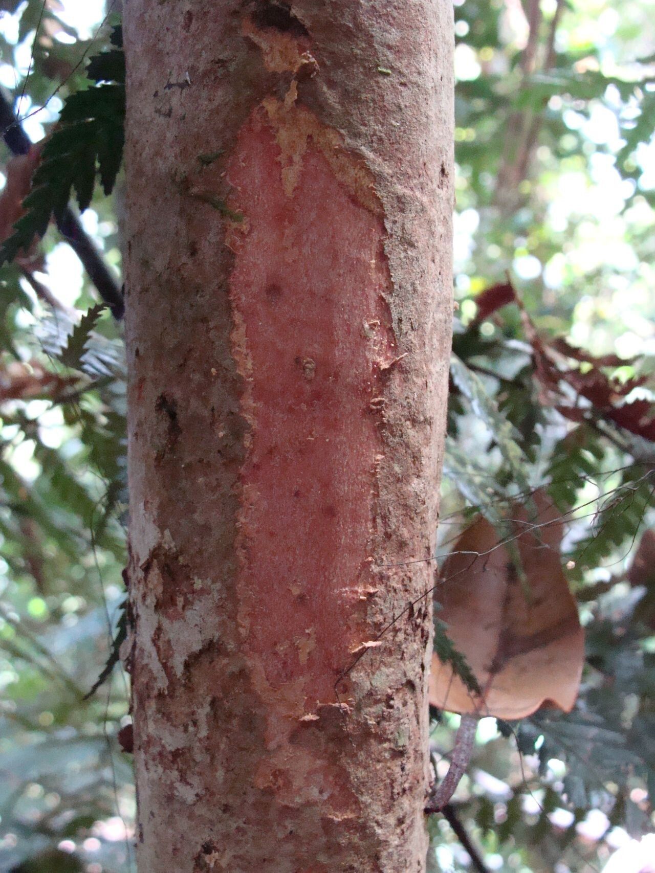 Syzygium coccineum — houseplant care guide