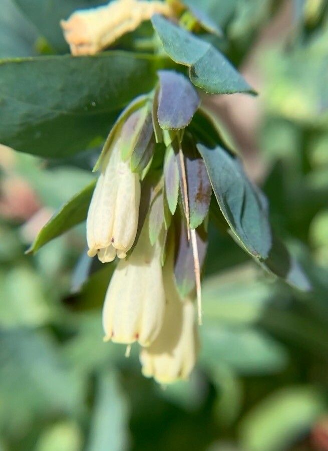 Cerinthe palaestina flower