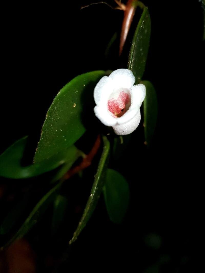 Codonanthopsis macradenia flower