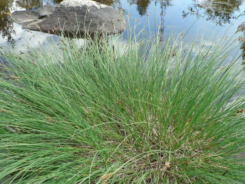 Carex cespitosa habit