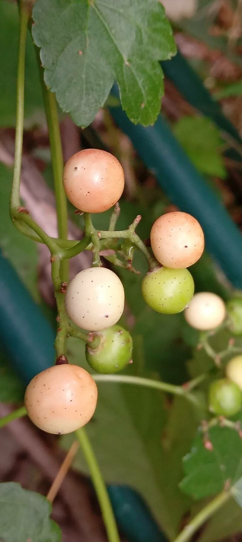 Ampelopsis aconitifolia fruit