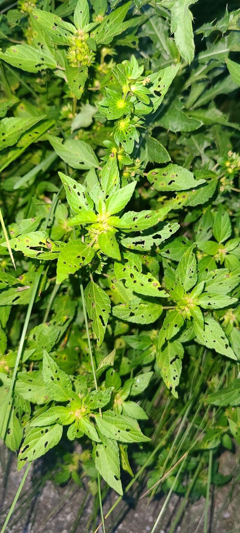 Acalypha rhomboidea — search result for 'Acalypha'