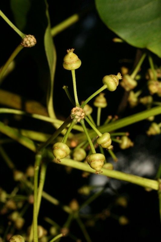 Polyscias repanda fruit
