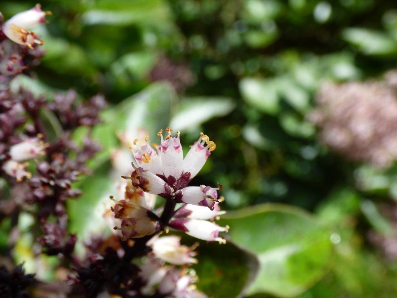 Nuxia verticillata flower