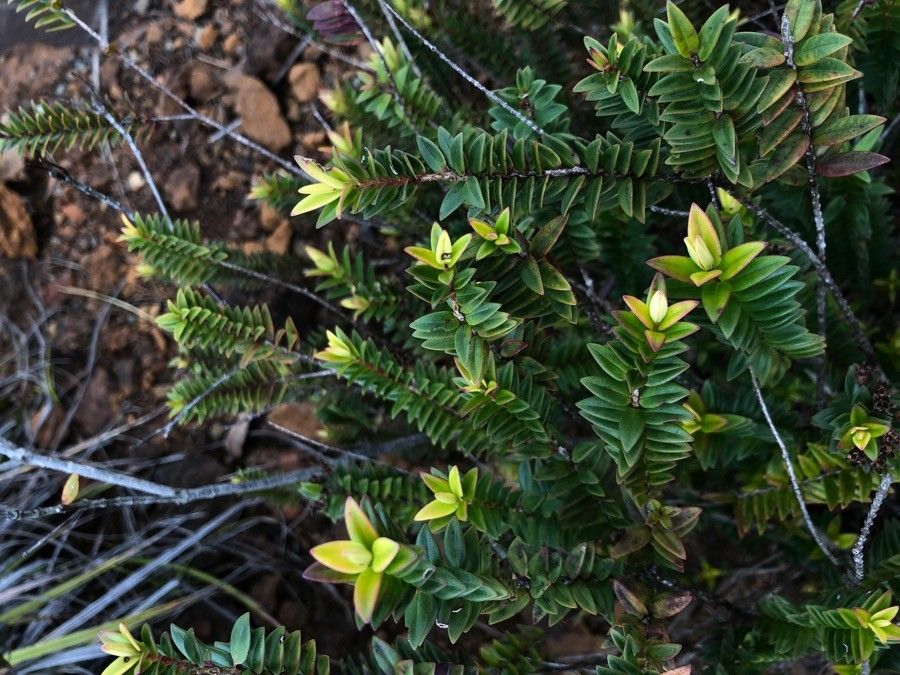 Metrosideros paniensis — search result for 'Metrosideros'