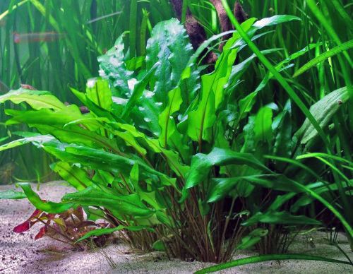 Cryptocoryne wendtii habit