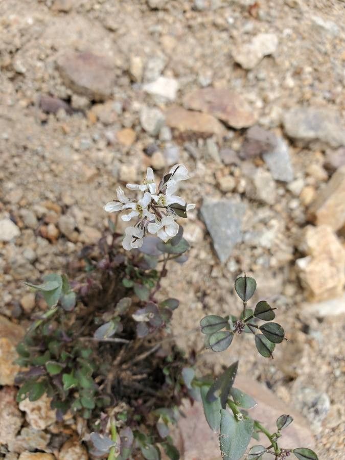 Noccaea fendleri flower