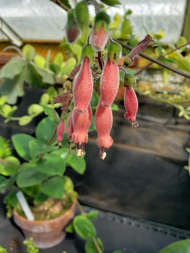 Sinningia incarnata flower