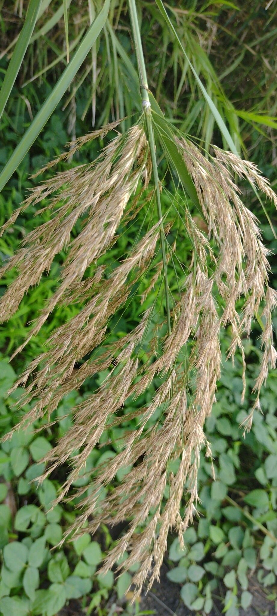Phragmites karka fruit