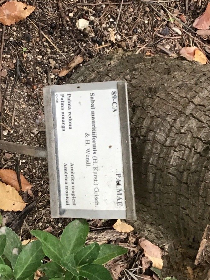 Sabal mauritiiformis bark