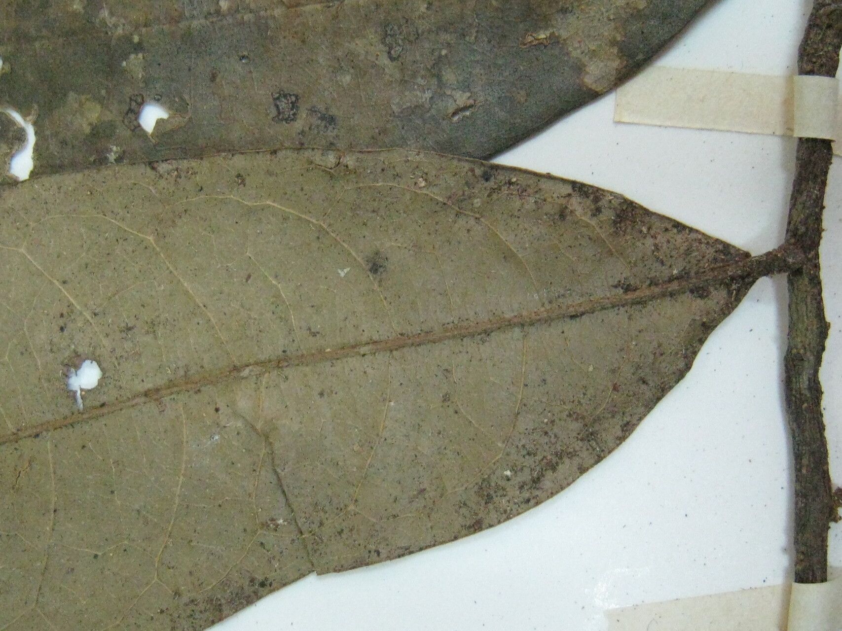 Duguetia inconspicua other