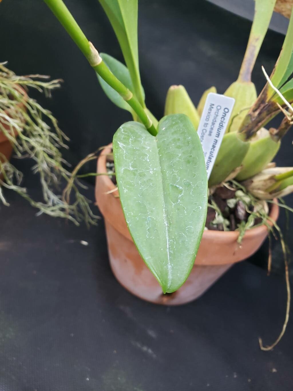 Oncidium maculatum flower