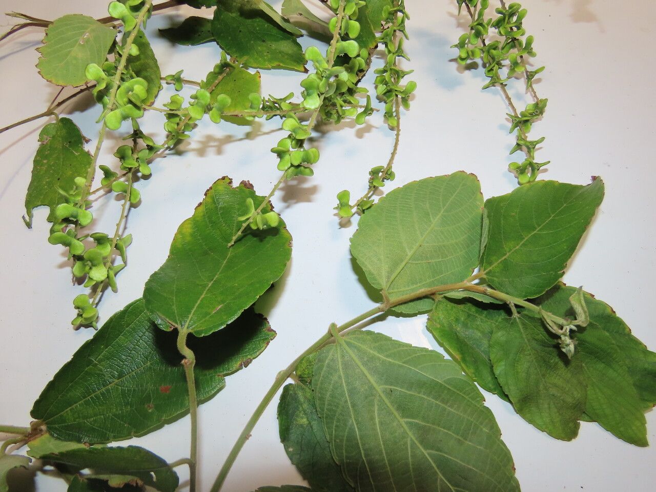 Gouania polygama — search result for 'Gouania'