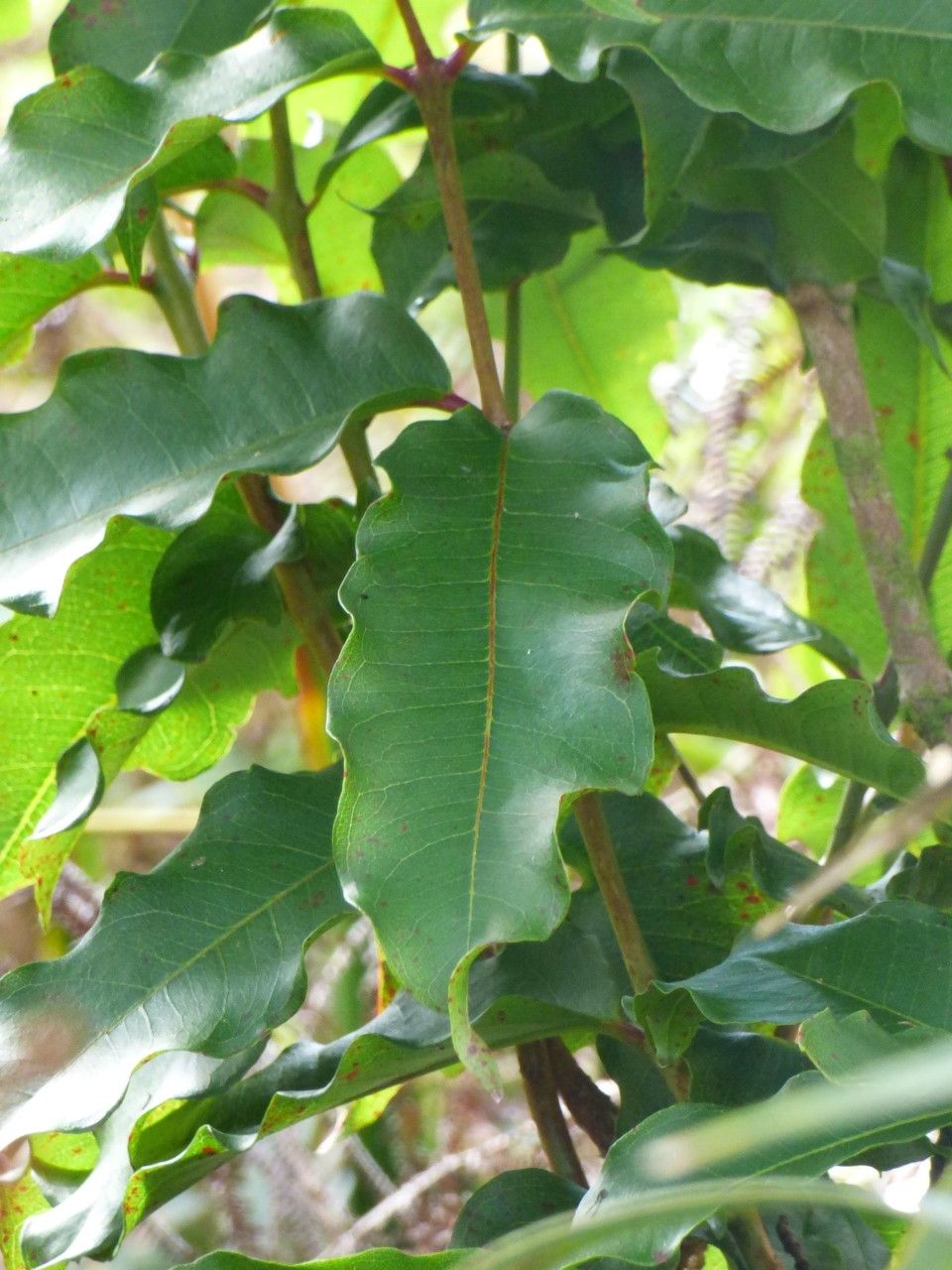 Syzygium cymosum leaf