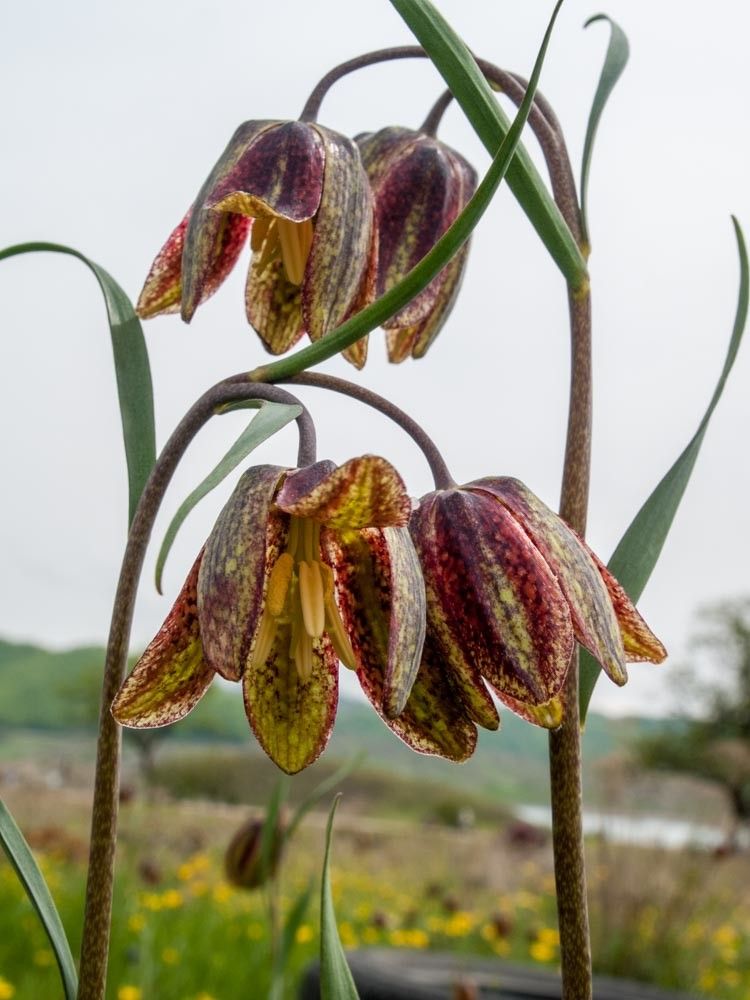 Fritillaria orientalis — search result for 'Fritillaria'