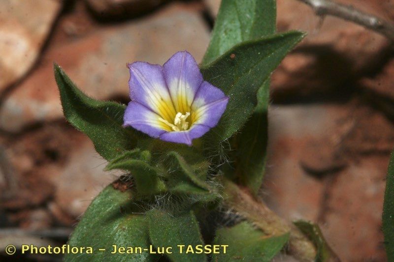 Convolvulus humilis — search result for 'Convolvulus'