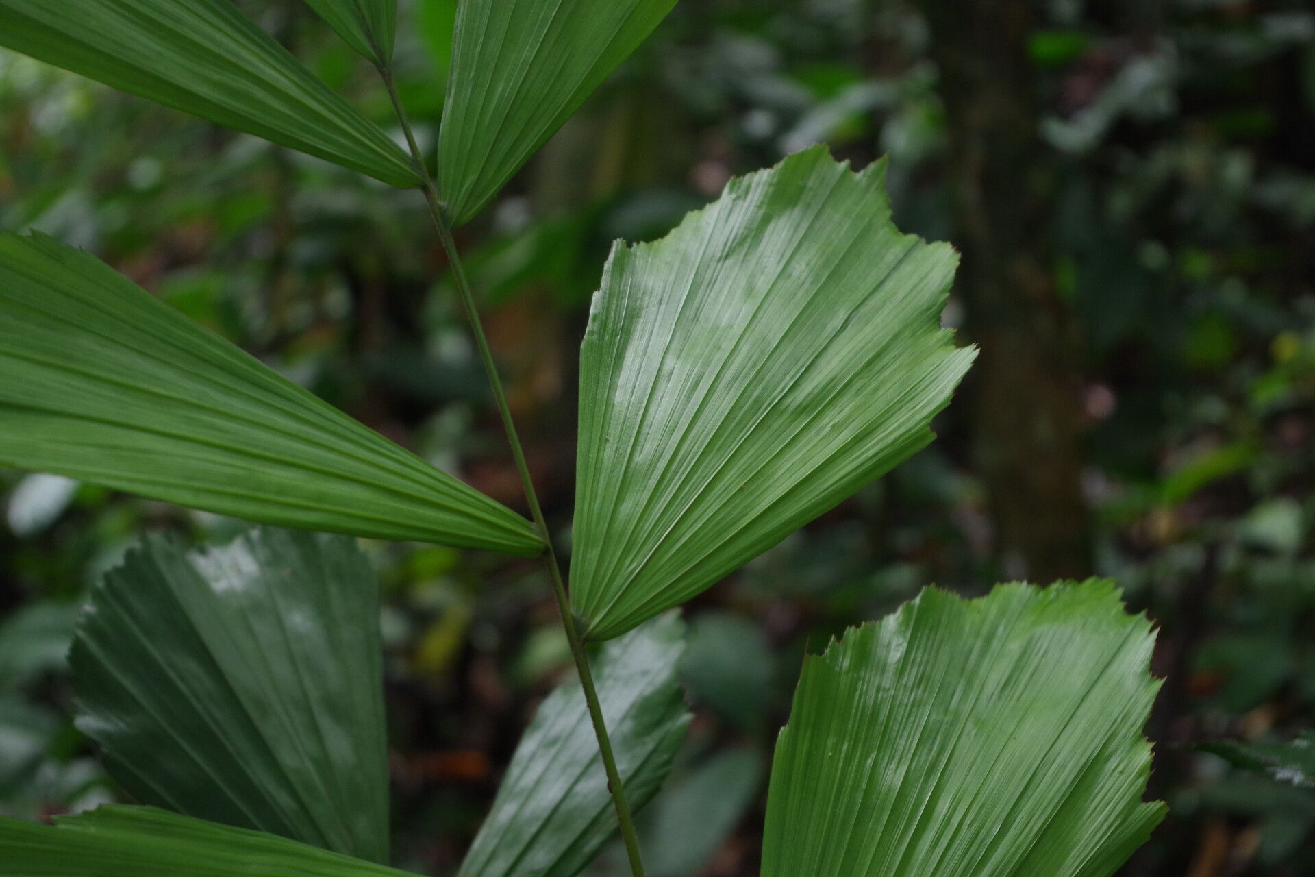 Podococcus acaulis leaf