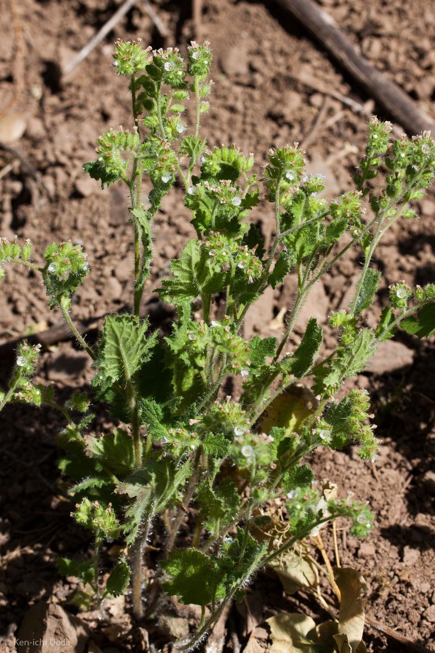 Phacelia rattanii habit