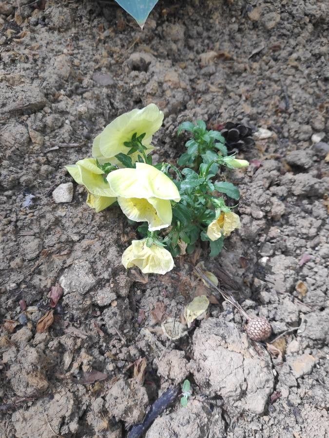 Oenothera triloba leaf