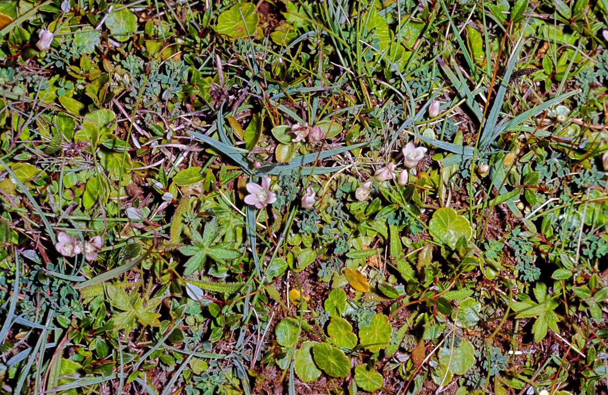Anagallis tenella flower