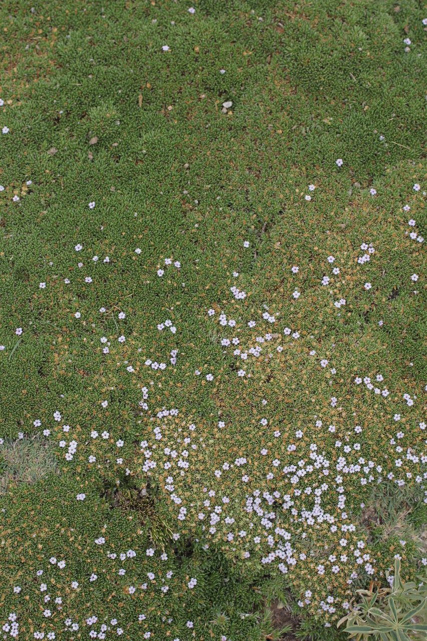 Junellia minima habit