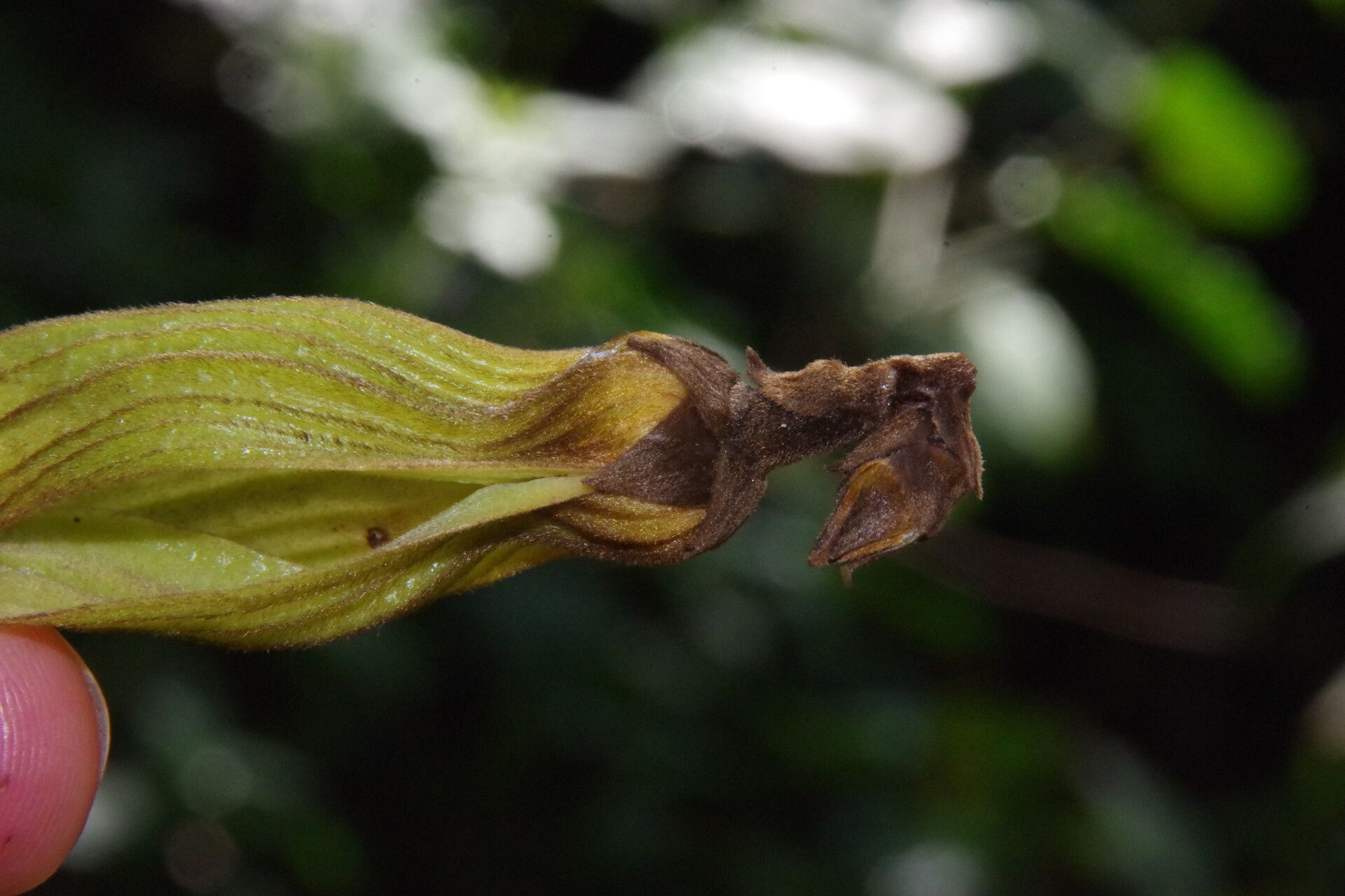 Piptostigma calophyllum flower