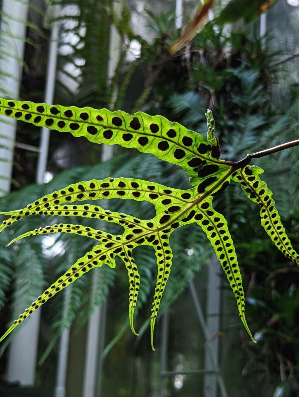 Selliguea triloba fruit