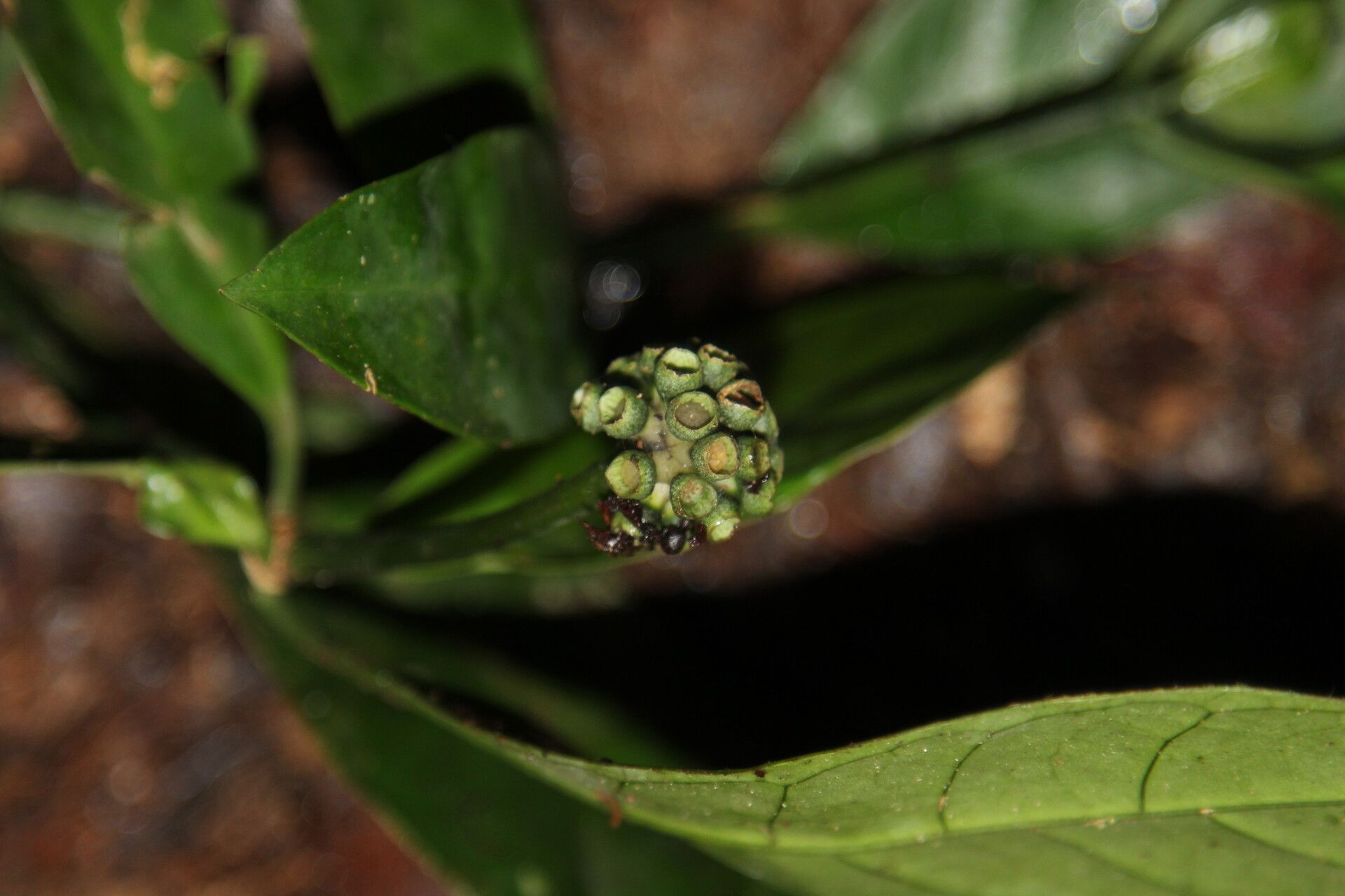Psychotria subobliqua fruit