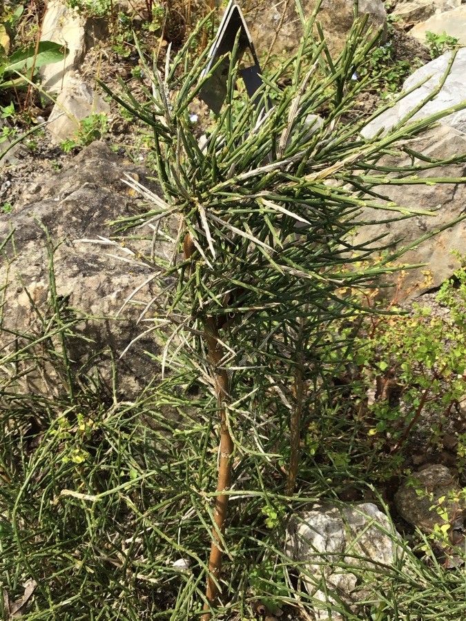 Genista hystrix leaf