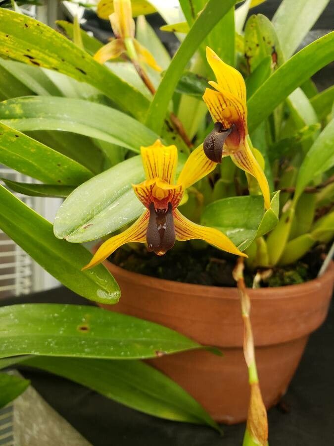 Camaridium cucullatum flower