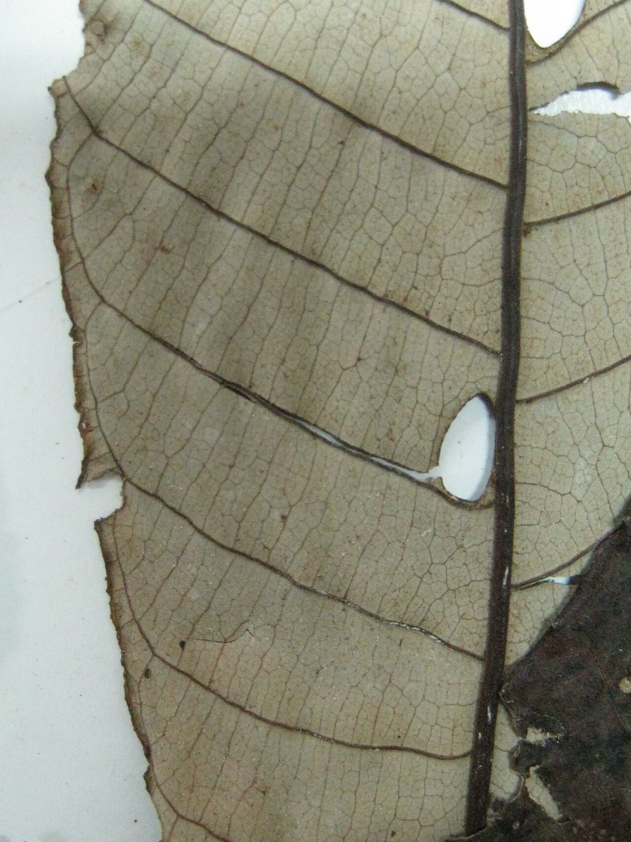 Isertia hypoleuca — related species from the same genus