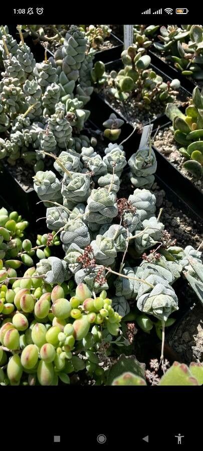 Crassula deceptor leaf