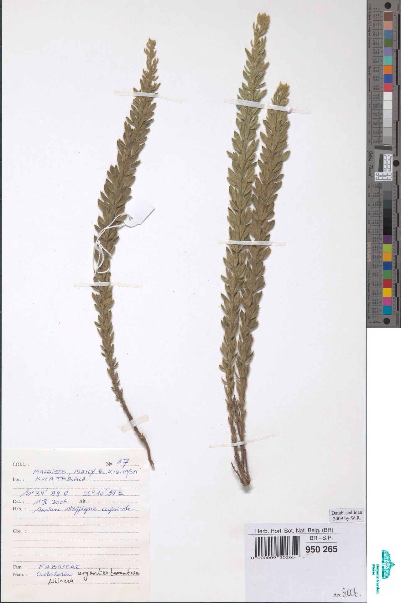 Crotalaria argenteotomentosa — houseplant care guide