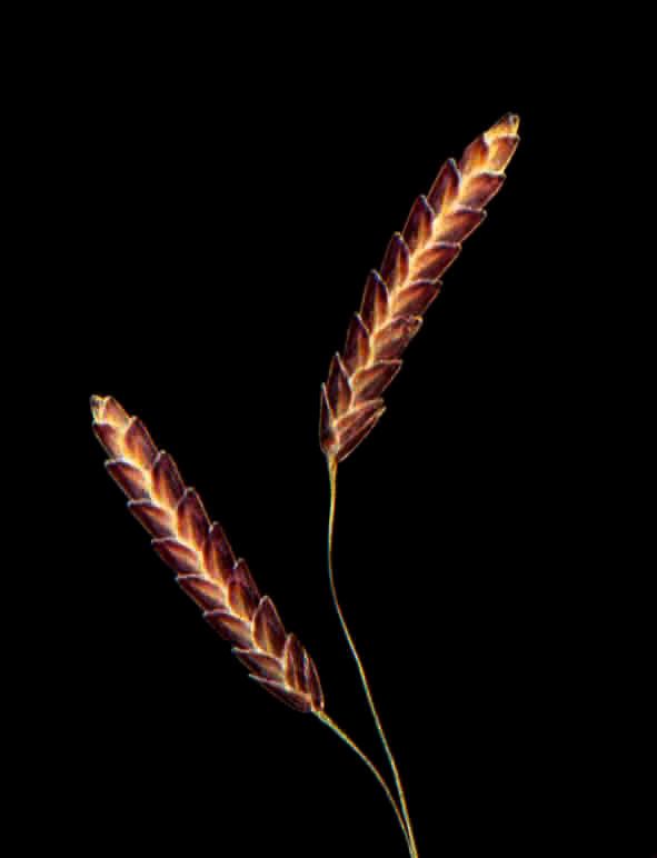 Eragrostis tremula flower