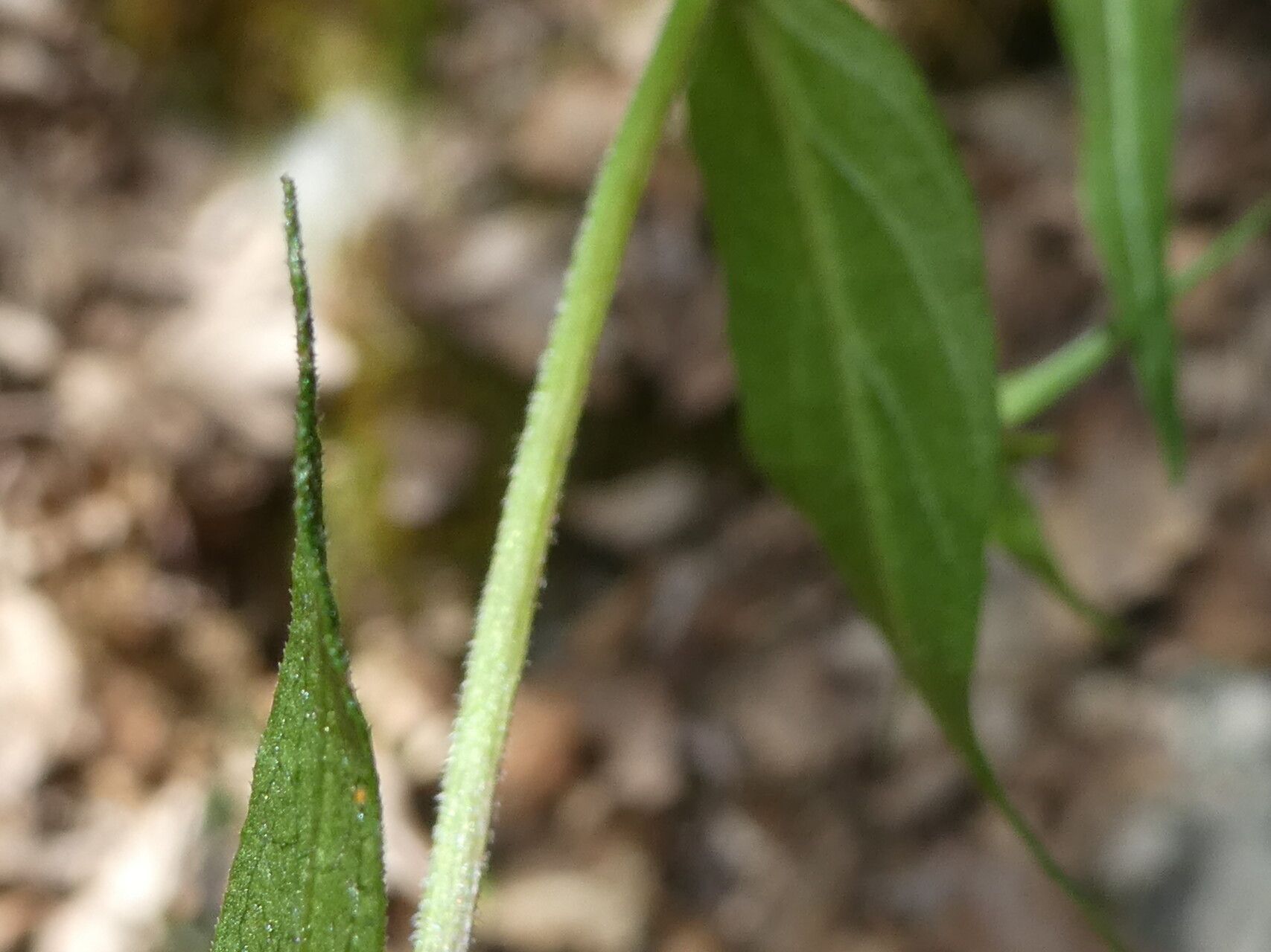 Melampyrum pratense — search result for 'Orobanchaceae'