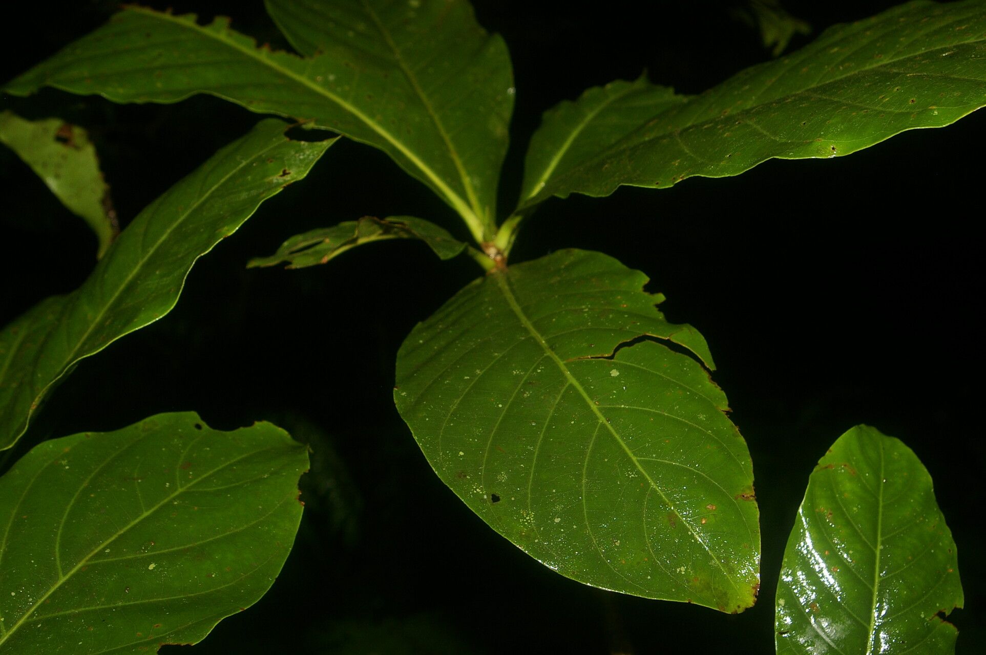 Warszewiczia uxpanapensis leaf