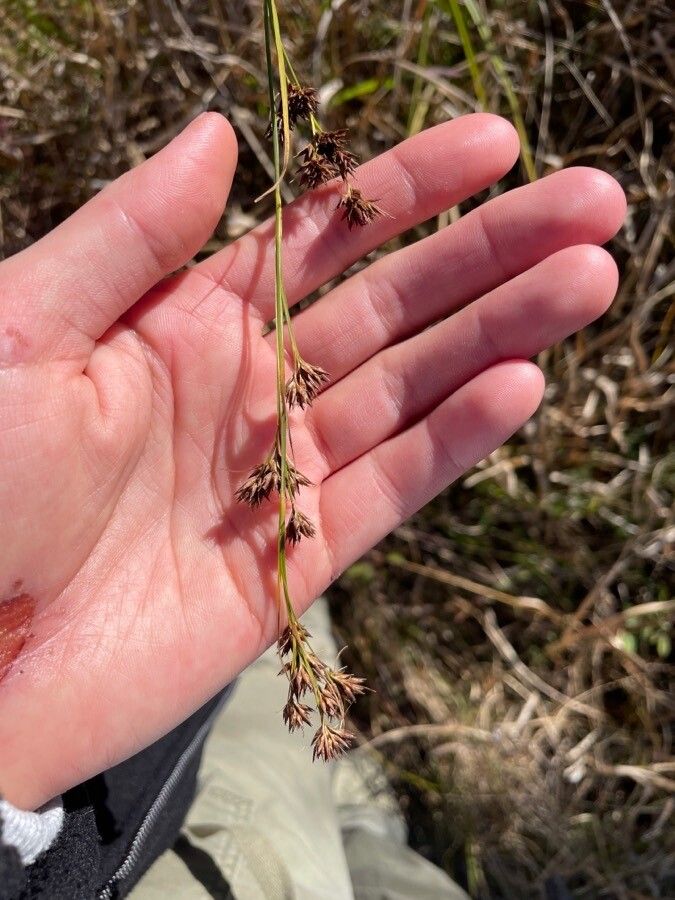 Rhynchospora fascicularis leaf